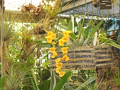 CairnsTC046 Jardin Botanique 046